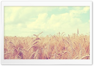 Golden Wheat Harvest Ultra HD Wallpaper for 4K UHD Widescreen desktop, tablet & smartphone