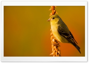Goldfinch Bird Ultra HD Wallpaper for 4K UHD Widescreen desktop, tablet & smartphone