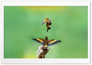 Goldfinch Birds Ultra HD Wallpaper for 4K UHD Widescreen desktop, tablet & smartphone