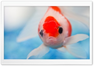 Goldfish Ultra HD Wallpaper for 4K UHD Widescreen desktop, tablet & smartphone