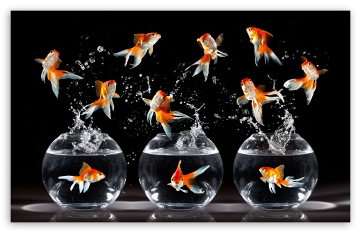 Premium Photo | Gold fish , pet in culture asian japan and china ,for lucky  in traditional