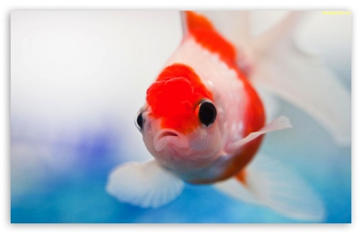 Goldfish UltraHD Wallpaper for Widescreen 16:10 ;