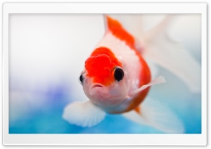 Goldfish Aquarium Ultra HD Wallpaper for 4K UHD Widescreen desktop, tablet & smartphone