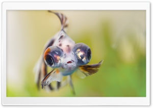 Goldfish Telescope Eyes Ultra HD Wallpaper for 4K UHD Widescreen desktop, tablet & smartphone