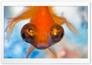 Goldfish with Big Eyes Ultra HD Wallpaper for 4K UHD Widescreen desktop, tablet & smartphone