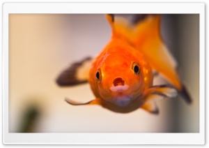 Goldfish Worried Face Ultra HD Wallpaper for 4K UHD Widescreen desktop, tablet & smartphone