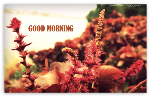 Latest Good Morning 4k Hd Images Free Download - Good Morning