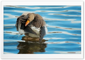Goose Ultra HD Wallpaper for 4K UHD Widescreen desktop, tablet & smartphone