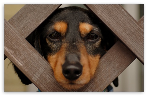 Gordon Setter Puppy UltraHD Wallpaper for HD 16:9 ; Widescreen 16:10 5:3 ; Fullscreen 4:3 5:4 3:2 ; Tablet 1:1 ;