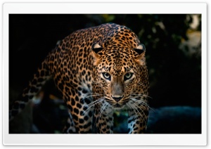 Gorgeous Jaguar Ultra HD Wallpaper for 4K UHD Widescreen desktop, tablet & smartphone