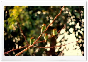 Goria Birds Ultra HD Wallpaper for 4K UHD Widescreen desktop, tablet & smartphone