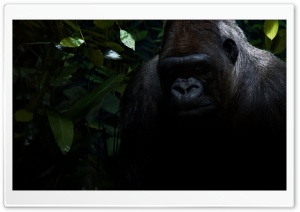 Gorilla Ultra HD Wallpaper for 4K UHD Widescreen desktop, tablet & smartphone