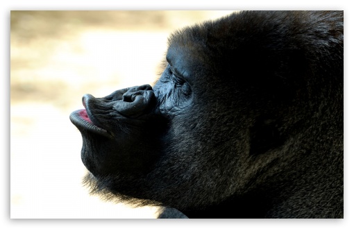 Gorilla Kiss UltraHD Wallpaper for Wide 16:10 5:3 Widescreen WHXGA WQXGA WUXGA WXGA WGA ; 8K UHD TV 16:9 Ultra High Definition 2160p 1440p 1080p 900p 720p ; Standard 4:3 5:4 3:2 Fullscreen UXGA XGA SVGA QSXGA SXGA DVGA HVGA HQVGA ( Apple PowerBook G4 iPhone 4 3G 3GS iPod Touch ) ; iPad 1/2/Mini ; Mobile 4:3 5:3 3:2 16:9 5:4 - UXGA XGA SVGA WGA DVGA HVGA HQVGA ( Apple PowerBook G4 iPhone 4 3G 3GS iPod Touch ) 2160p 1440p 1080p 900p 720p QSXGA SXGA ;