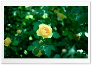 Graham Thomas English Rose in Garden Light 4K UHD Wallpaper for Widescreen and UltraWide Desktop, UltraHD TV, Smartphone, Tablet