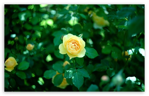 Graham Thomas English Rose in Garden Light 4K UHD Wallpaper for Widescreen and UltraWide Desktop, UltraHD TV, Smartphone, Tablet Graham Thomas English Rose in Garden Light UltraHD Wallpaper for UHD 16:9 ; HD 16:9 ; UltraWide 21:9 24:10 32:9 32:10 ; Widescreen 16:10 5:3 ; Fullscreen 4:3 5:4 3:2 ; Tablet 1:1 ; Mobile 9:16 9:19.5 9:20 9:21 9:22 10:16 2:3 3:5 3:4 ; Dual 16:10 5:3 16:9 4:3 5:4 3:2 ; Triple 16:10 5:3 16:9 4:3 5:4 3:2 ;