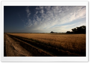 Grain Field Ultra HD Wallpaper for 4K UHD Widescreen desktop, tablet & smartphone