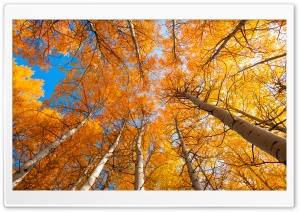 Grand Teton National Park Aspen Canopy 4K UHD Wallpaper for Widescreen and UltraWide Desktop, UltraHD TV, Smartphone, Tablet