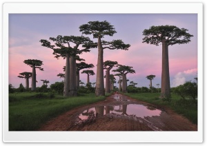 Grandidier's Baobab Forest Morondava Madagascar Ultra HD Wallpaper for 4K UHD Widescreen desktop, tablet & smartphone