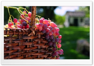 Grape Basket Ultra HD Wallpaper for 4K UHD Widescreen desktop, tablet & smartphone