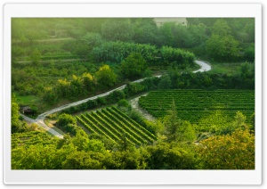 Grape Fields, Provence Ultra HD Wallpaper for 4K UHD Widescreen desktop, tablet & smartphone
