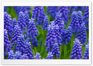 Grape Hyacinth Ultra HD Wallpaper for 4K UHD Widescreen desktop, tablet & smartphone