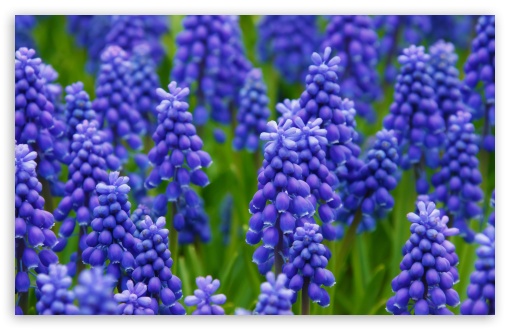 Grape Hyacinth Ultra HD Desktop Background Wallpaper for 4K UHD TV ...