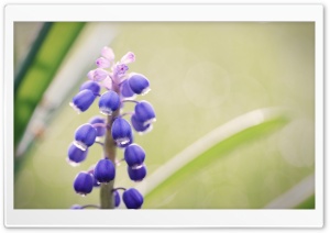 Grape Hyacinth Flower Ultra HD Wallpaper for 4K UHD Widescreen desktop, tablet & smartphone