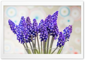Grape Hyacinth Flowers Ultra HD Wallpaper for 4K UHD Widescreen desktop, tablet & smartphone
