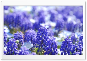 Grape Hyacinths Ultra HD Wallpaper for 4K UHD Widescreen desktop, tablet & smartphone