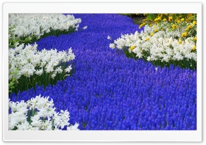 Grape Hyacinths And Daffodils Keukenhof Gardens Lisse Holland Ultra HD Wallpaper for 4K UHD Widescreen desktop, tablet & smartphone