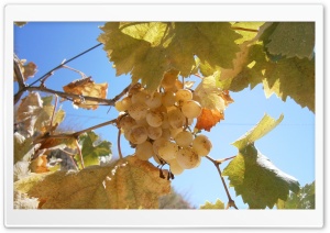 Grape Moscatel Ultra HD Wallpaper for 4K UHD Widescreen Desktop, Lockscreen, Screensaver, TV, Tablet, Smartphone