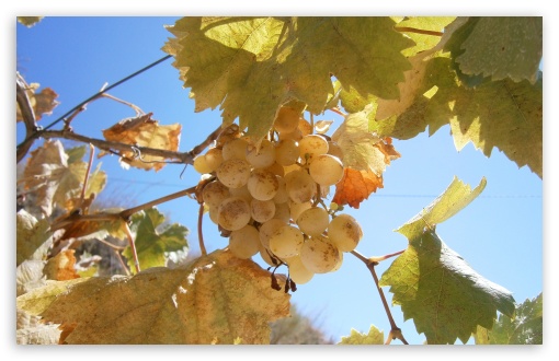 Grape Moscatel UltraHD Wallpaper for UHD 16:9 ; HD 16:9 ; Widescreen 16:10 5:3 ; Fullscreen 4:3 ;