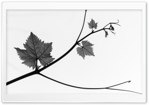 Grape Stalk Black and White Ultra HD Wallpaper for 4K UHD Widescreen desktop, tablet & smartphone