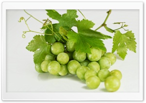 Grape Vine Ultra HD Wallpaper for 4K UHD Widescreen desktop, tablet & smartphone