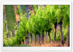 Grape Vines Ultra HD Wallpaper for 4K UHD Widescreen desktop, tablet & smartphone