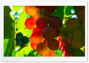 Grapes Ultra HD Wallpaper for 4K UHD Widescreen desktop, tablet & smartphone