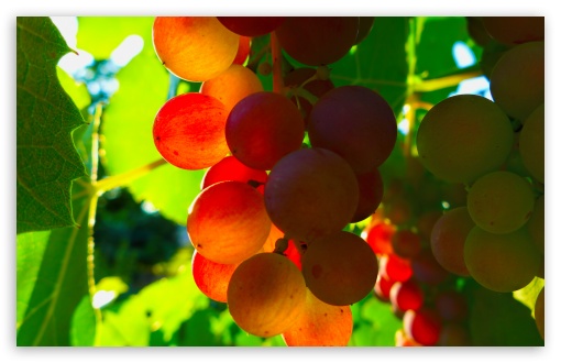 Grapes UltraHD Wallpaper for Wide 16:10 5:3 Widescreen WHXGA WQXGA WUXGA WXGA WGA ; 8K UHD TV 16:9 Ultra High Definition 2160p 1440p 1080p 900p 720p ; UHD 16:9 2160p 1440p 1080p 900p 720p ; Standard 4:3 5:4 3:2 Fullscreen UXGA XGA SVGA QSXGA SXGA DVGA HVGA HQVGA ( Apple PowerBook G4 iPhone 4 3G 3GS iPod Touch ) ; Tablet 1:1 ; iPad 1/2/Mini ; Mobile 4:3 5:3 3:2 16:9 5:4 - UXGA XGA SVGA WGA DVGA HVGA HQVGA ( Apple PowerBook G4 iPhone 4 3G 3GS iPod Touch ) 2160p 1440p 1080p 900p 720p QSXGA SXGA ; Dual 5:4 QSXGA SXGA ;