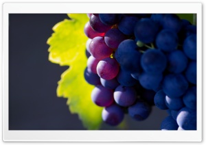 Grapes Ultra HD Wallpaper for 4K UHD Widescreen desktop, tablet & smartphone