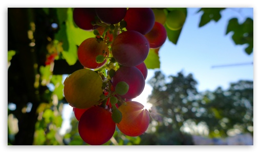 Grapes UltraHD Wallpaper for UHD 16:9 ; HD 16:9 ;