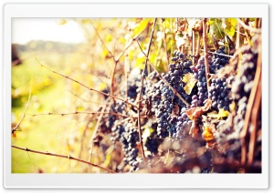 Grapes Autumn Ultra HD Wallpaper for 4K UHD Widescreen desktop, tablet & smartphone