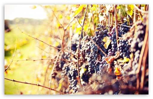 Grapes Autumn UltraHD Wallpaper for Wide 16:10 5:3 Widescreen WHXGA WQXGA WUXGA WXGA WGA ; 8K UHD TV 16:9 Ultra High Definition 2160p 1440p 1080p 900p 720p ; UHD 16:9 2160p 1440p 1080p 900p 720p ; Standard 4:3 5:4 3:2 Fullscreen UXGA XGA SVGA QSXGA SXGA DVGA HVGA HQVGA ( Apple PowerBook G4 iPhone 4 3G 3GS iPod Touch ) ; Tablet 1:1 ; iPad 1/2/Mini ; Mobile 4:3 5:3 3:2 16:9 5:4 - UXGA XGA SVGA WGA DVGA HVGA HQVGA ( Apple PowerBook G4 iPhone 4 3G 3GS iPod Touch ) 2160p 1440p 1080p 900p 720p QSXGA SXGA ; Dual 16:10 5:3 16:9 4:3 5:4 WHXGA WQXGA WUXGA WXGA WGA 2160p 1440p 1080p 900p 720p UXGA XGA SVGA QSXGA SXGA ;