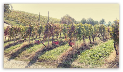Grapes season UltraHD Wallpaper for UHD 16:9 ; HD 16:9 ;