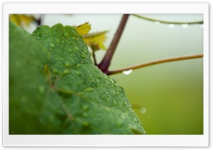 Grapevine Leaf 4K UHD Wallpaper for Widescreen and UltraWide Desktop, UltraHD TV, Smartphone, Tablet