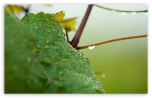 Grapevine Leaf UltraHD Wallpaper for HD 16:9 ; Widescreen 16:10 5:3 ; Fullscreen 4:3 5:4 3:2 ; Tablet 1:1 ;