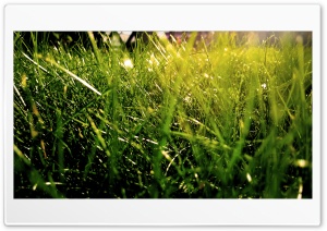 Grass2 4K UHD Wallpaper for Widescreen and UltraWide Desktop, UltraHD TV, Smartphone, Tablet