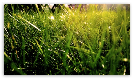 Grass2 UltraHD Wallpaper for HD 16:9 ;