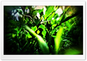 Grass Ultra HD Wallpaper for 4K UHD Widescreen desktop, tablet & smartphone