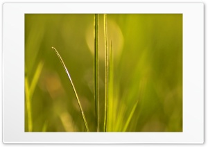 Grass 2 Ultra HD Wallpaper for 4K UHD Widescreen Desktop, Lockscreen, Screensaver, TV, Tablet, Smartphone