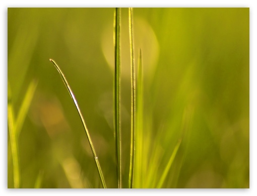 Grass 2 UltraHD Wallpaper for Fullscreen 4:3 5:4 3:2 ; Tablet 1:1 ; Mobile 3:4 ;