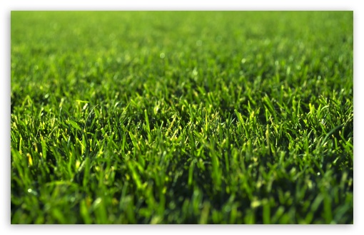 Grass UltraHD Wallpaper for Wide 16:10 5:3 Widescreen WHXGA WQXGA WUXGA WXGA WGA ; 8K UHD TV 16:9 Ultra High Definition 2160p 1440p 1080p 900p 720p ; UHD 16:9 2160p 1440p 1080p 900p 720p ; Standard 4:3 5:4 3:2 Fullscreen UXGA XGA SVGA QSXGA SXGA DVGA HVGA HQVGA ( Apple PowerBook G4 iPhone 4 3G 3GS iPod Touch ) ; Tablet 1:1 ; iPad 1/2/Mini ; Mobile 4:3 5:3 3:2 16:9 5:4 - UXGA XGA SVGA WGA DVGA HVGA HQVGA ( Apple PowerBook G4 iPhone 4 3G 3GS iPod Touch ) 2160p 1440p 1080p 900p 720p QSXGA SXGA ; Dual 16:10 5:3 16:9 4:3 5:4 WHXGA WQXGA WUXGA WXGA WGA 2160p 1440p 1080p 900p 720p UXGA XGA SVGA QSXGA SXGA ;